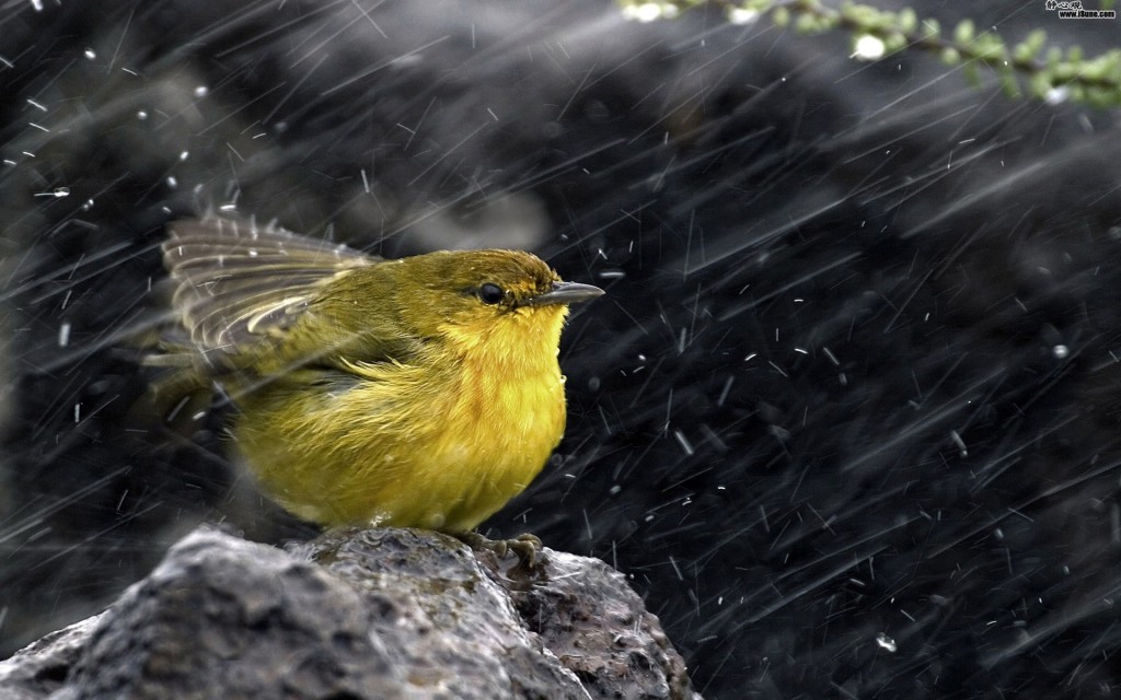 夜雨